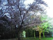 しまふくろうさんの芽室公園の投稿写真1