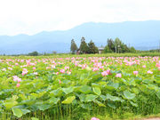 halさんの福島潟の投稿写真6
