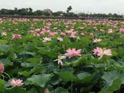 tamaさんの伊佐沼の投稿写真1