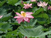 tamaさんの伊佐沼の投稿写真2