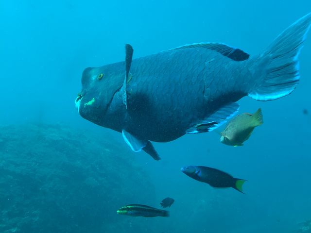 コブダイや色とりどりの魚、ハリセンボンやフグなども見えます。
日によっては海亀も見られるそうです。_足摺海底館