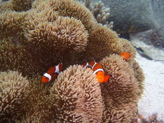 あいさんのダイブロックへの投稿写真1