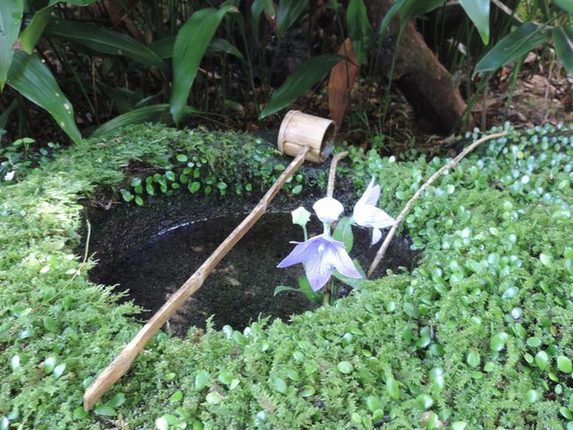 癒しの花_臥龍山荘