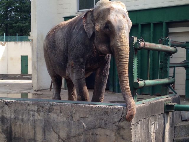 現在北海道にいる唯一の象_おびひろ動物園