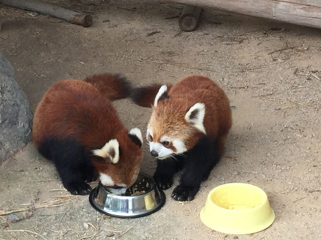 レッサーパンダ_秋吉台自然動物公園サファリランド