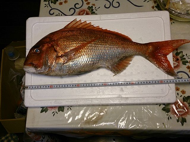 とにかく新鮮、大きい!_はまだお魚市場