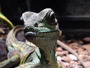 おかめさんの体感型動物園 iZooの投稿写真2