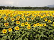 旅がすきさんの津南ひまわり広場の投稿写真1