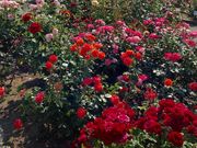 Sanaさんの西尾市憩の農園の投稿写真1