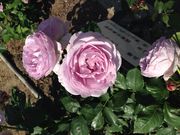 Sanaさんの西尾市憩の農園の投稿写真2