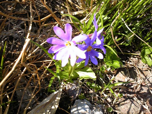 携帯にはこれしか花の写真がなかったので、きれいじゃなくてすいません。_旭岳