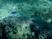 まこさんのチービシ(慶伊干瀬)の投稿写真5