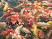 もっちゃんさんの岡山後楽園の投稿写真2