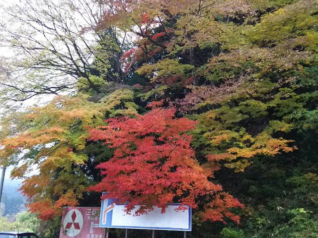 紅葉です。_食事処 えんどう