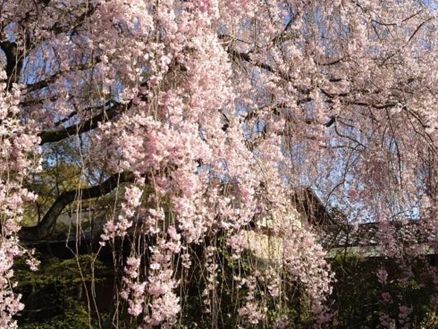 桜を鑑賞しつつお茶がいただけます_退蔵院