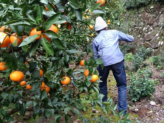 みかんの大きさは小さめで女性の握りこぶしより小さいサイズです。_湯河原町のみかん狩り