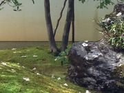 みきさんの東林院の投稿写真1