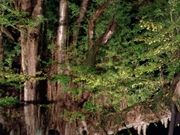 AVEさんの菩提寺のイチョウの投稿写真4