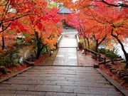 みきさんの永観堂(禅林寺)の投稿写真3