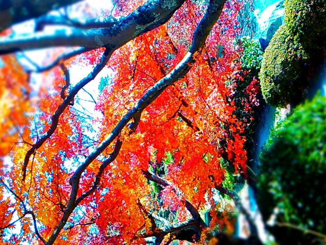 みごとな紅葉です。_毛利博物館・毛利氏庭園