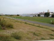 キャビンさんの淀川河川公園の投稿写真3