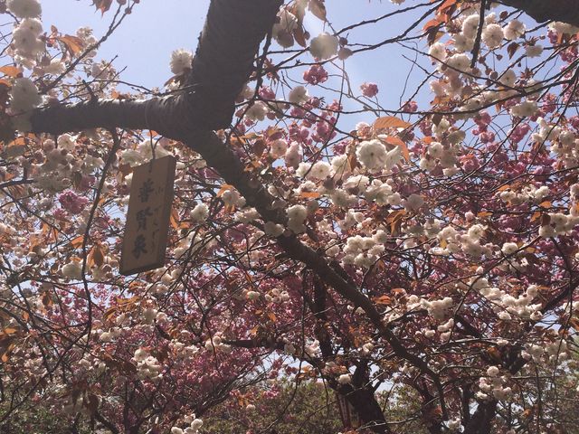 2015年05月 桜には名札が付いています。_松前公園の桜