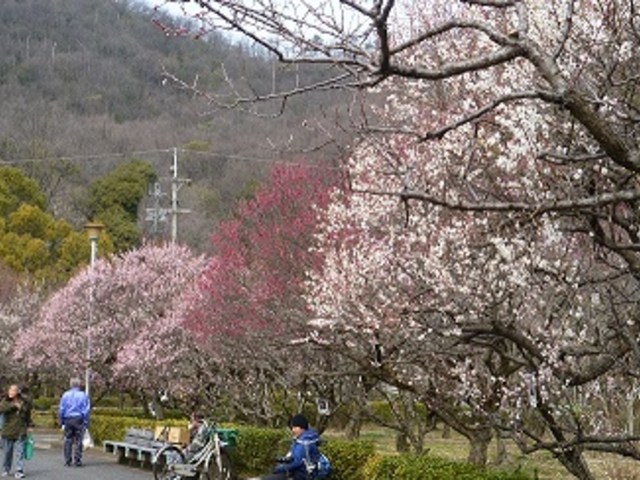 まさにウメ、梅、で、うめ尽くされている_梅林公園の梅