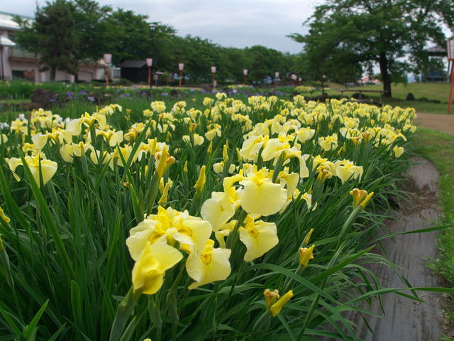 sklfhさんの浅舞公園の投稿写真1