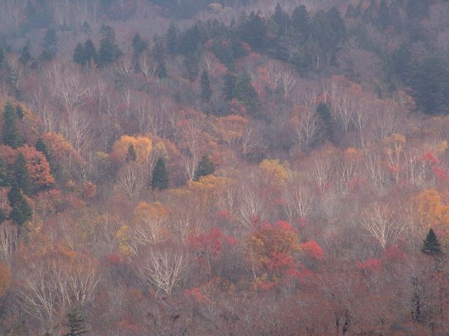 ダケカンバの紅葉_西吾妻スカイバレー