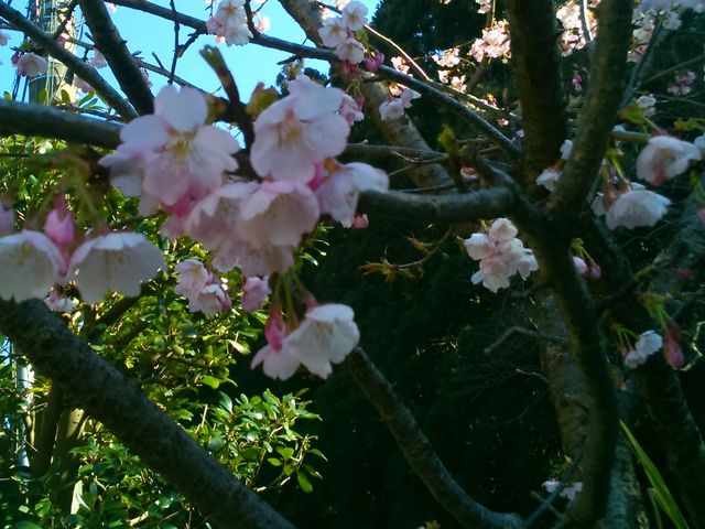 『桜』。お店の前で、咲き始めていました。_手打十割蕎麦処 蕎仙