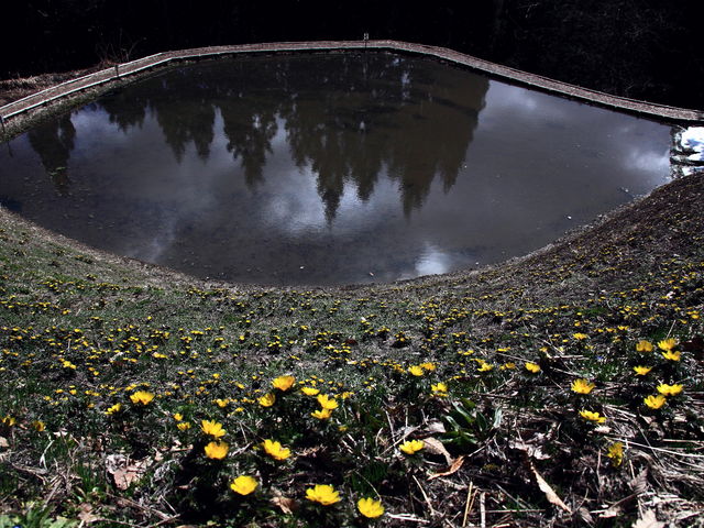 福寿草満開_福寿草の群生地