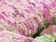 興津さんのなるかわ園地の投稿写真1