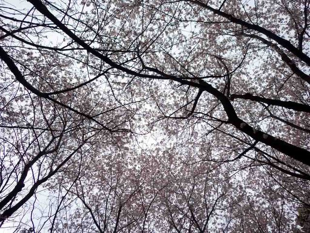 Jちゃんさんの海老山公園の桜の投稿写真1