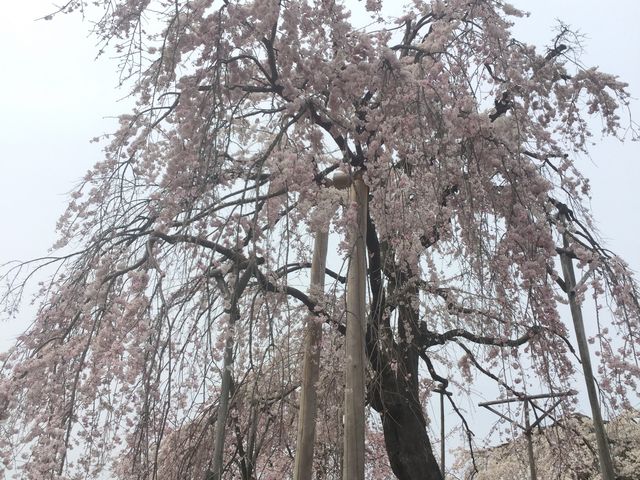 宇治市植物公園
