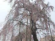 りんごさんの宇治市植物公園の投稿写真1