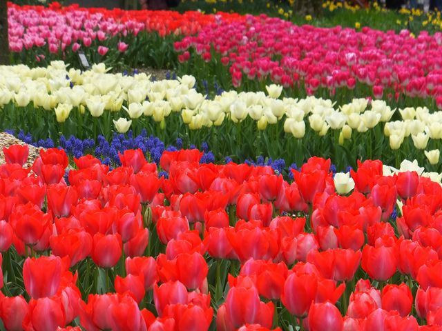京都府立植物園