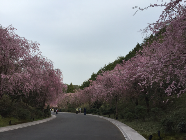 MIHO MUSEUM