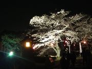 pekoさんの堀尾跡公園の投稿写真3