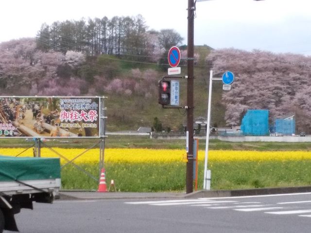 弘法山古墳の桜
