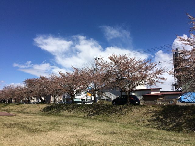 満開の時にまた来たい_宮川の千本桜