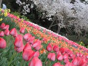 ルンタマさんのはままつフラワーパークの投稿写真1
