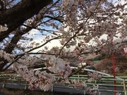 ねえさんさんの観音寺川の桜の投稿写真1