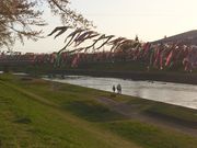 ねえさんさんの釈迦堂川ふれあいロードの桜並木の投稿写真1