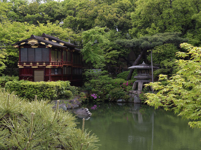 船屋形 池の飛び石で亀が甲羅干し_相楽園の菊