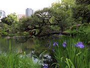 イナッペさんの相楽園の菊の投稿写真5