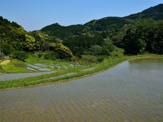 大山千枚田_大山千枚田