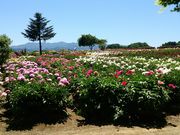 ヒロユキさんの富岡しゃくやく園の投稿写真1