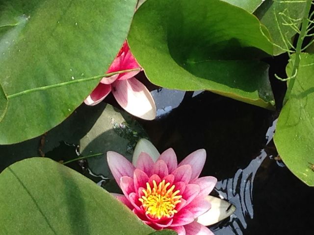 蓮_弘前城植物園