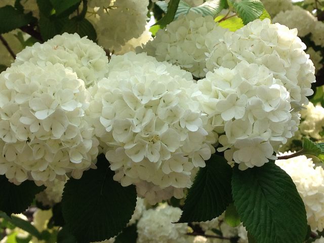 ハンカチの木_弘前城植物園