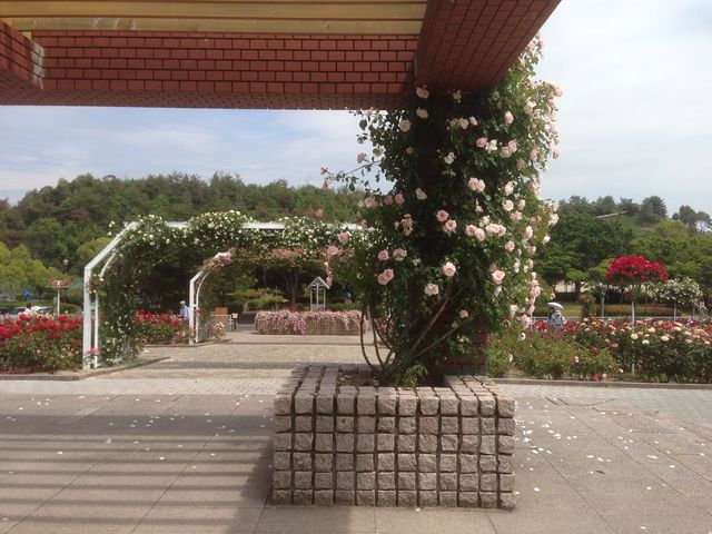 蜂が峰_蜂ヶ峯総合公園